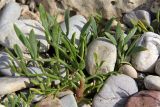 Crithmum maritimum