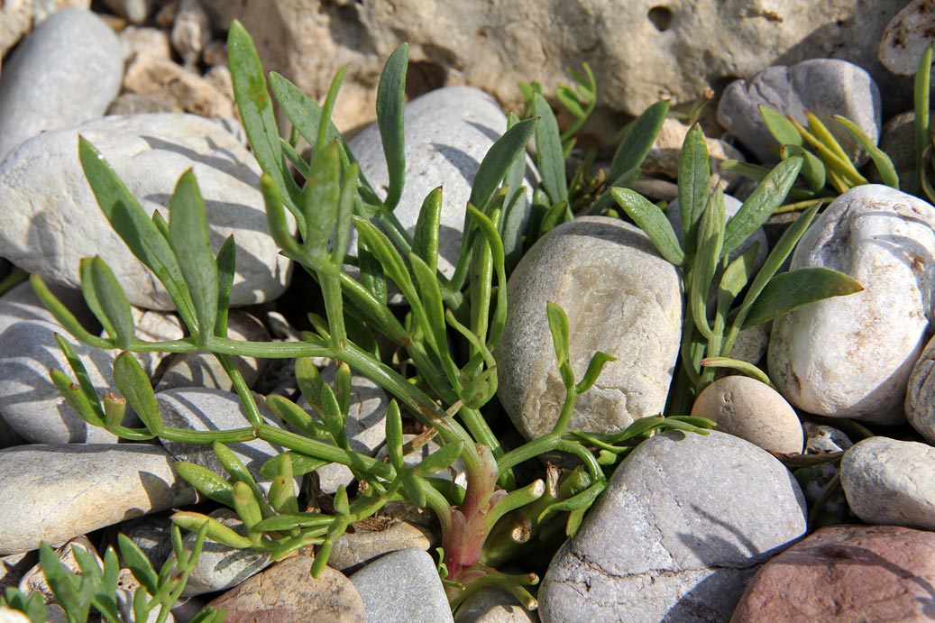 Изображение особи Crithmum maritimum.