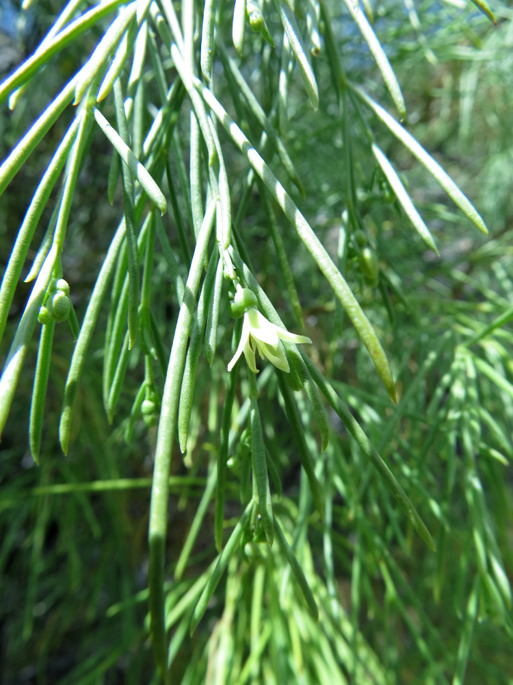 Image of Plocama pendula specimen.