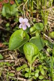 Viola palustris. Цветущее растение между колей грунтовой дороги. Ленинградская обл., побережье в р-не пос. Большая Ижора, сырой сосново-черноольховый лес. 18.05.2014.