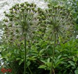 род Allium