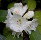 Rhododendron hemsleyanum. Соцветие. Германия, г. Дюссельдорф, Ботанический сад университета. 04.05.2014.