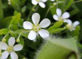 Moehringia lateriflora