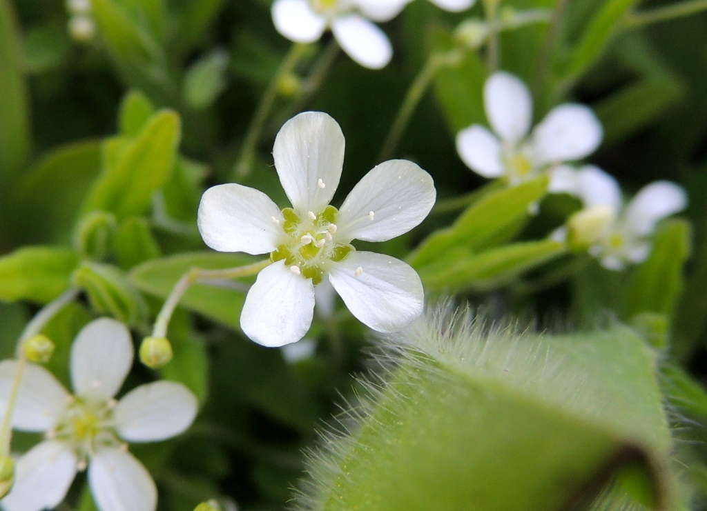 Image of Moehringia lateriflora specimen.