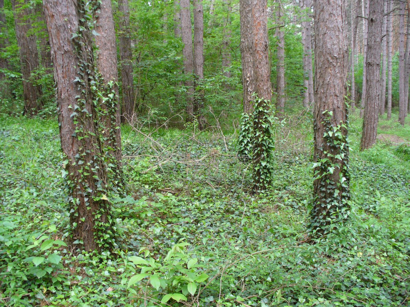 Изображение особи Hedera helix.