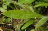Pilosella × roxolanica