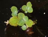 Pistia stratiotes