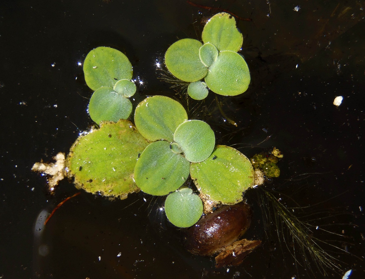 Изображение особи Pistia stratiotes.