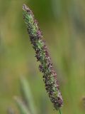 Phleum pratense. Соцветие (длина - 12 см). Киев, луг возле Святошинского озера. 20 июня 2014 г.