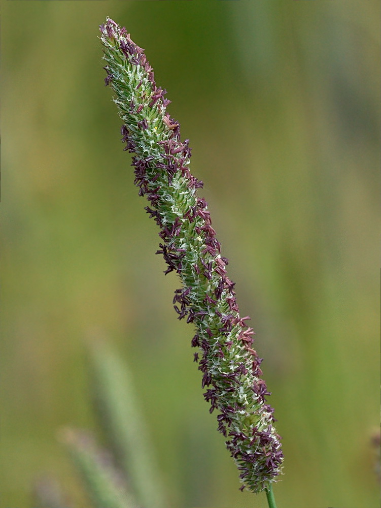 Image of Phleum pratense specimen.