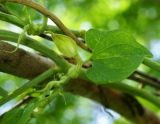 Aristolochia contorta. Часть побега с цветком, бутонами и листом. Приморский край, Шкотовский р-н, левый берег р. Суходол между с. Романовка и пос. Новонежино, полидоминантный долинный лес. 06.07.2014.