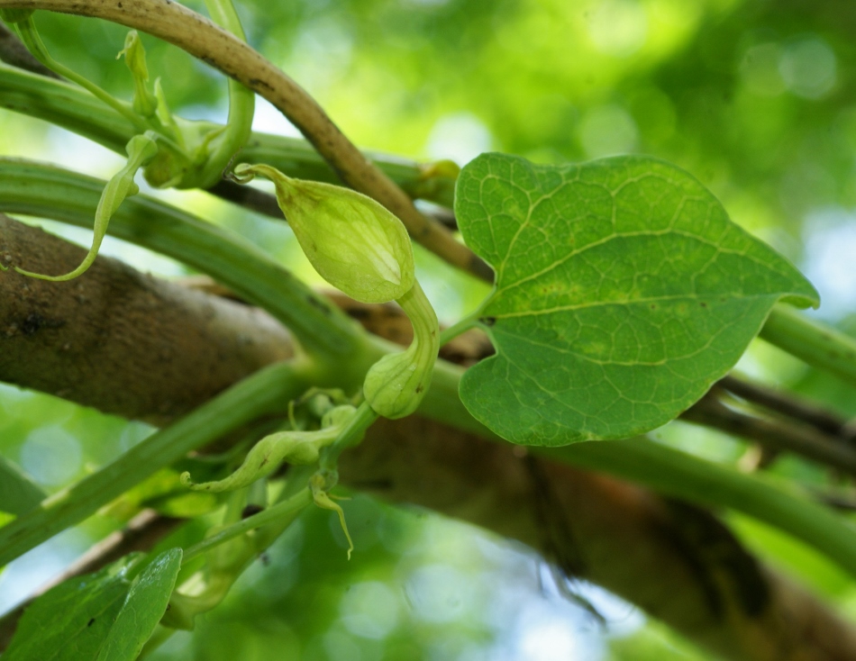 Изображение особи Aristolochia contorta.