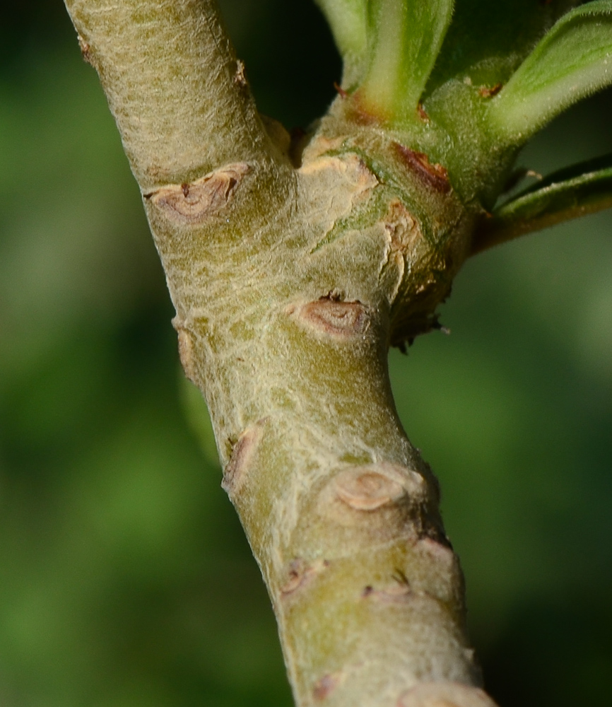 Image of Adenium obesum specimen.