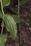 Epipactis helleborine. Часть побега. Саратов, Кумысная поляна. 19.07.2014.