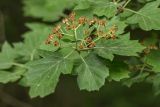 Sorbus torminalis