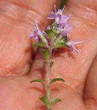 Thymus serpyllum