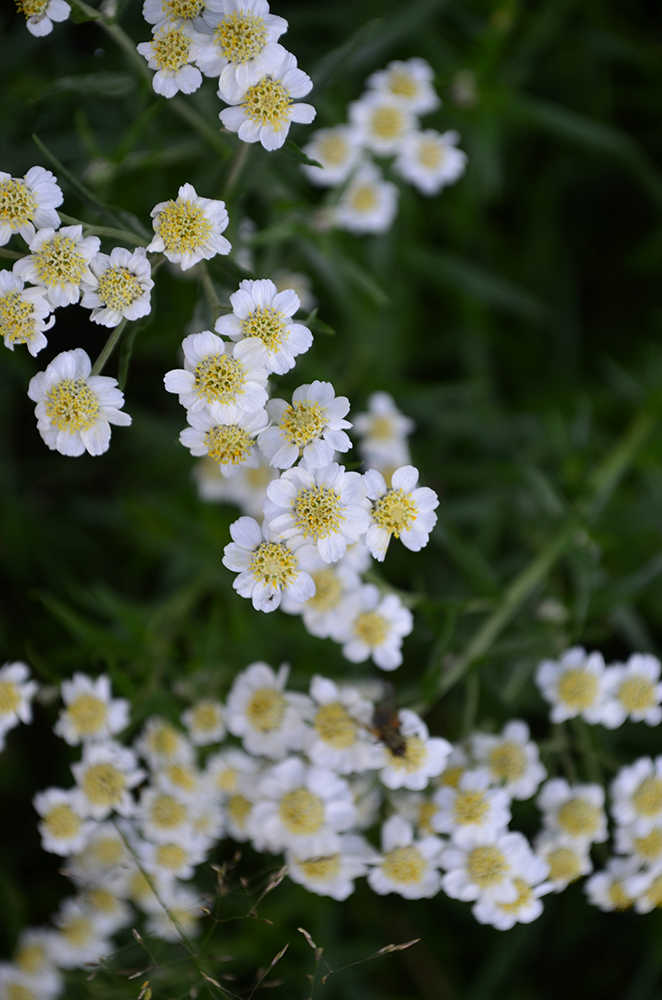 Изображение особи Achillea ptarmica.