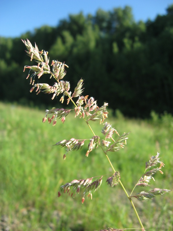 Изображение особи Phalaroides arundinacea.