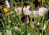 Eschscholzia californica. Цветки и плоды ('Ballerina'). Германия, г. Дюссельдорф, Ботанический сад университета. 03.07.2014.