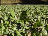 Pistia stratiotes