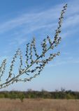 Atriplex patula. Верхушка незрелого соплодия. Украина, г. Запорожье, центральная часть о-ва Хортица. 06.09.2014.