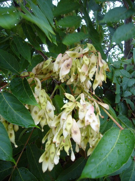 Изображение особи Ailanthus altissima.