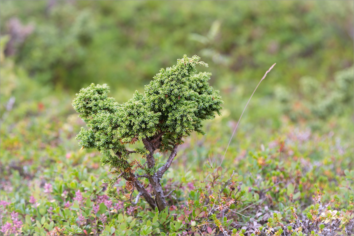 Изображение особи Juniperus sibirica.