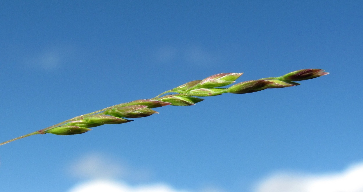 Image of Poa trivialis specimen.