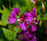 Clarkia unguiculata. Цветок (пестичная стадия развития). Московская обл., Раменский р-н, окр. дер. Хрипань, садовый участок. 23.07.2014.