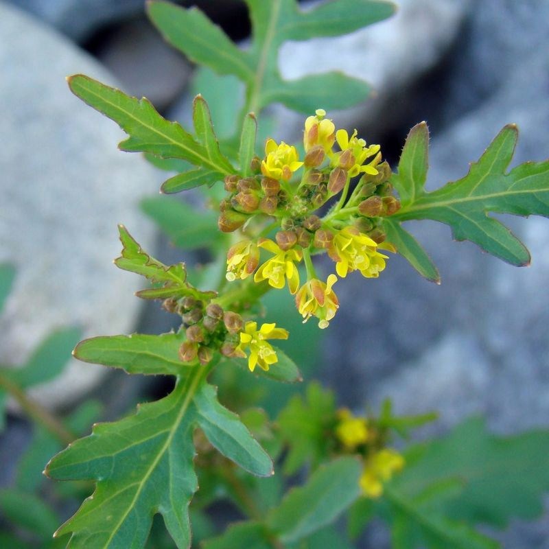 Image of Rorippa palustris specimen.