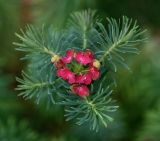 Euphorbia cyparissias. Верхушка плодоносящего растения. Московская обл., Раменский р-н, окр. дер. Хрипань, садовый участок. 21.08.2014.
