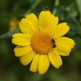 Glebionis coronaria