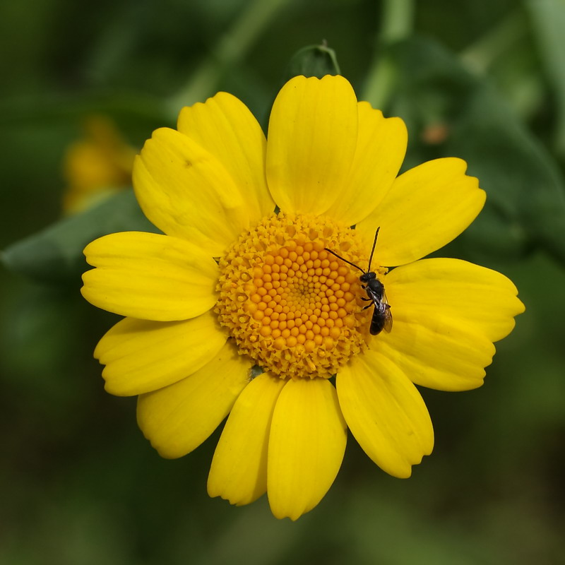 Изображение особи Glebionis coronaria.