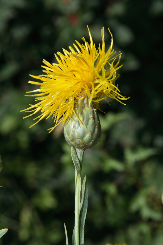 Image of Centaurea behen specimen.