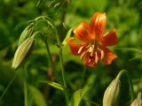 Lilium debile