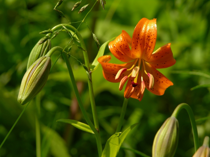 Изображение особи Lilium debile.