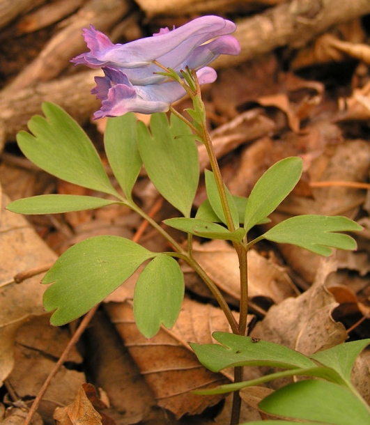 Image of Corydalis turtschaninovii specimen.