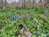 Corydalis ambigua