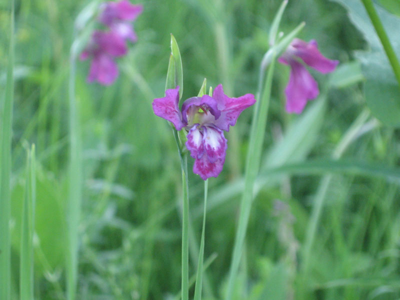 Изображение особи Gladiolus tenuis.