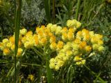 Helichrysum arenarium