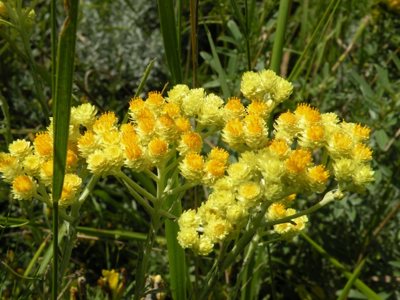 Image of Helichrysum arenarium specimen.