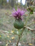 Cirsium