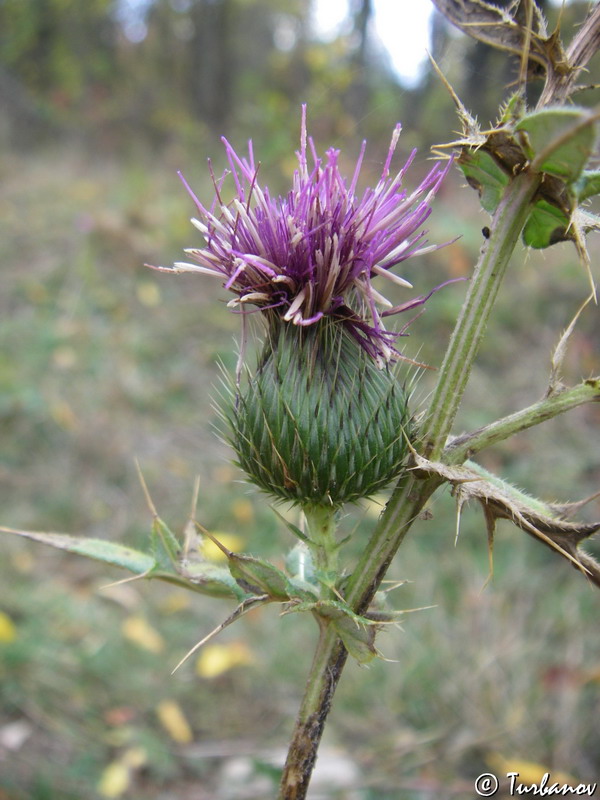 Изображение особи род Cirsium.