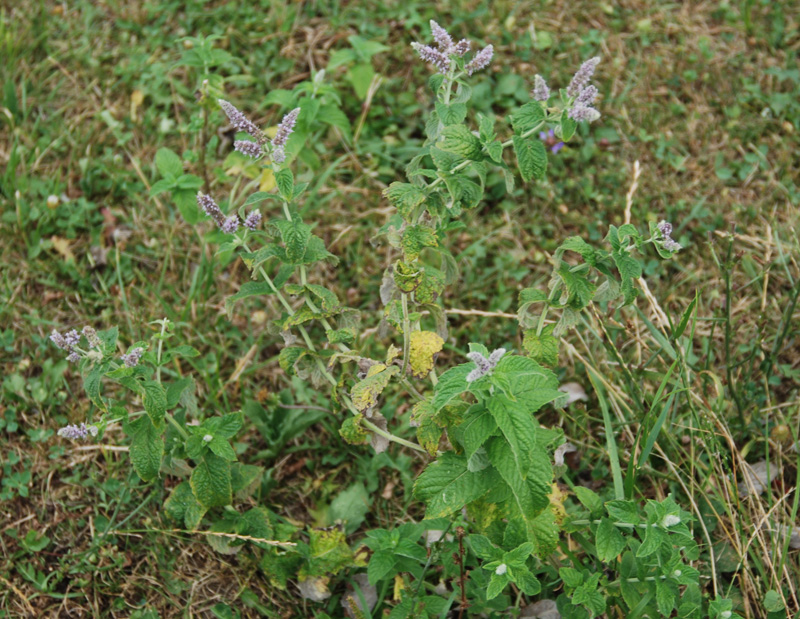 Изображение особи Mentha longifolia.