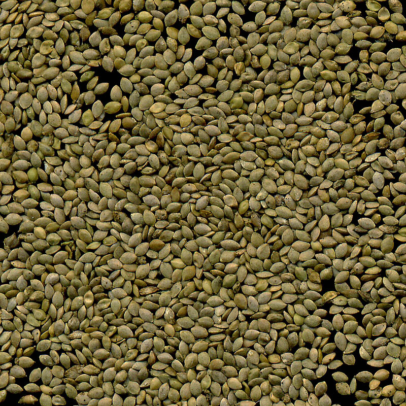 Image of Urtica dioica specimen.