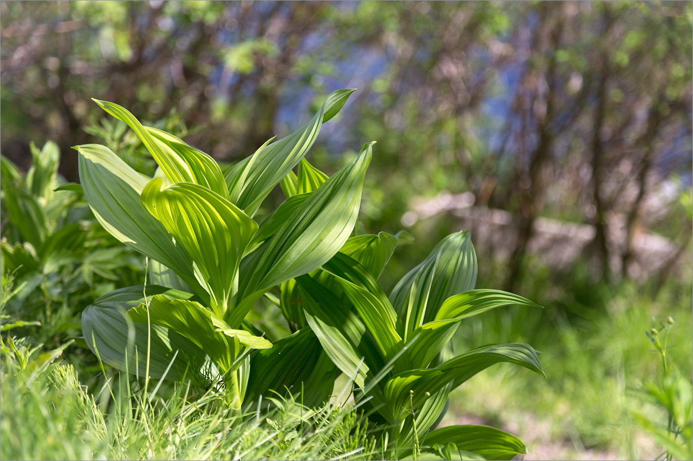 Изображение особи Veratrum lobelianum.