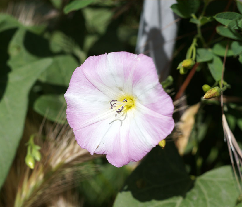 Изображение особи Convolvulus arvensis.