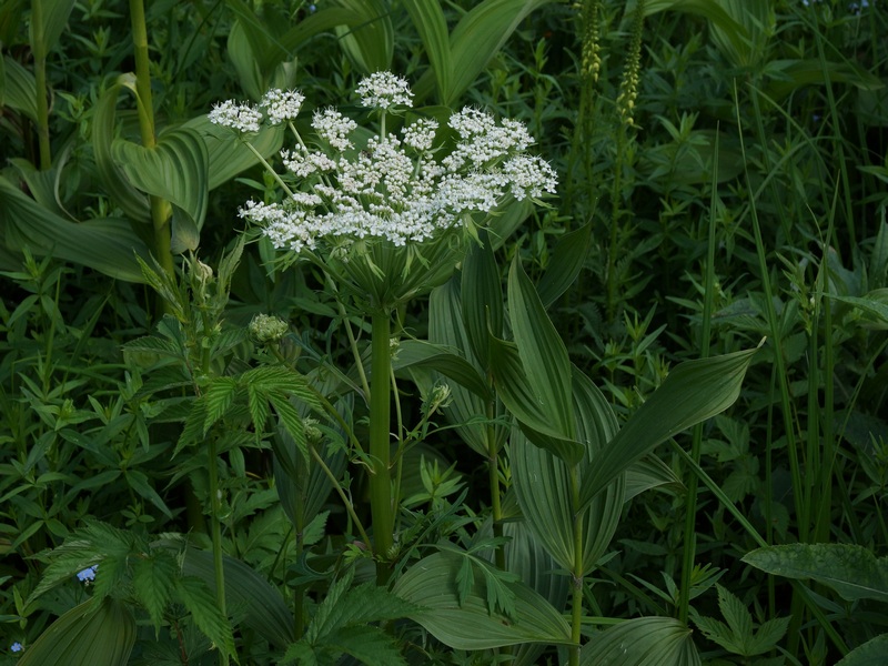 Изображение особи Pleurospermum uralense.