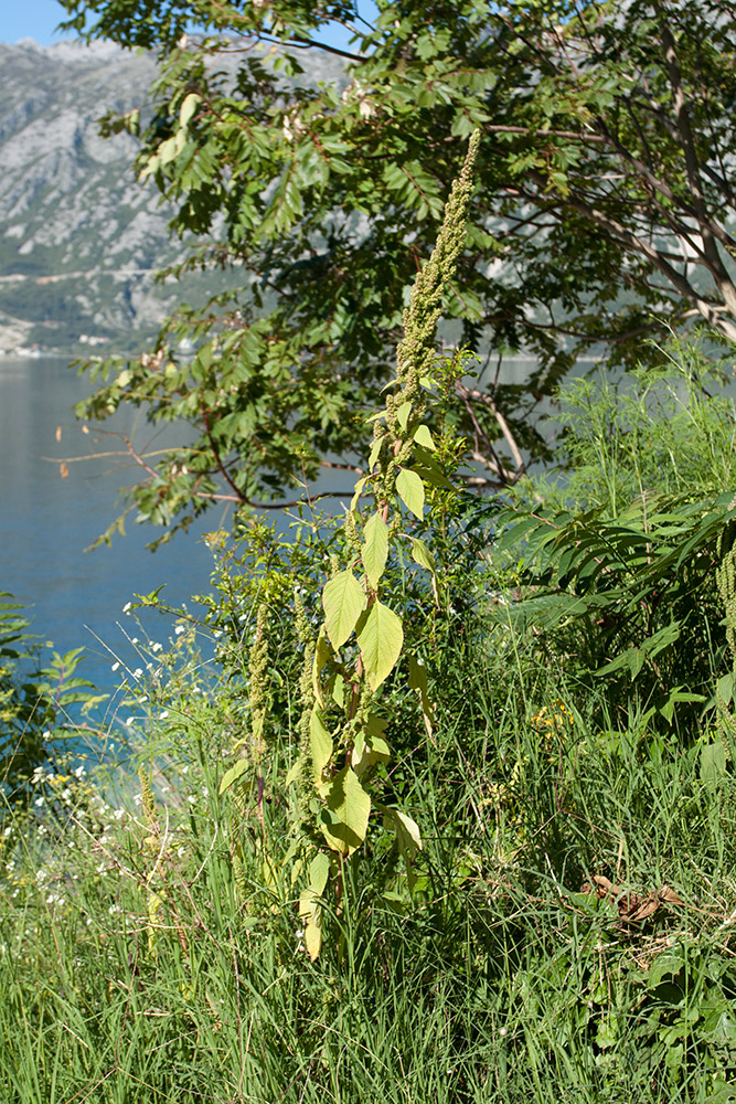 Изображение особи Amaranthus retroflexus.