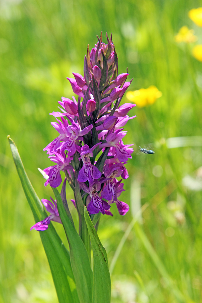 Image of Dactylorhiza umbrosa specimen.